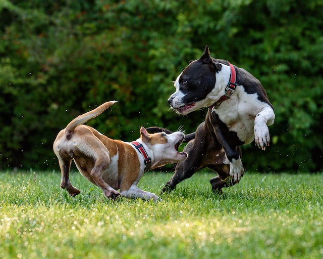 american bully xl