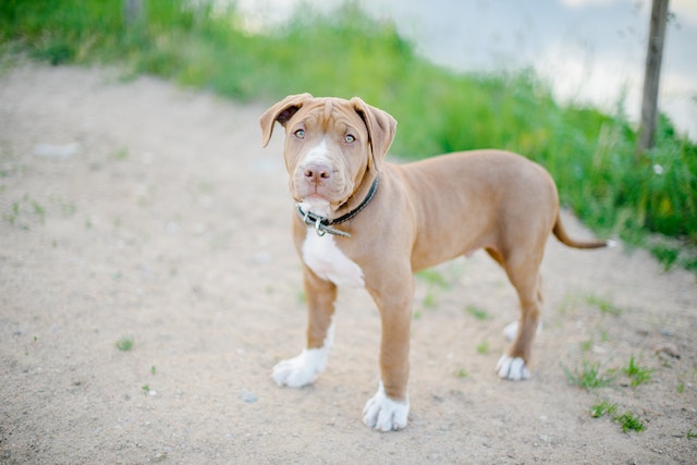 amerikansk pitbull