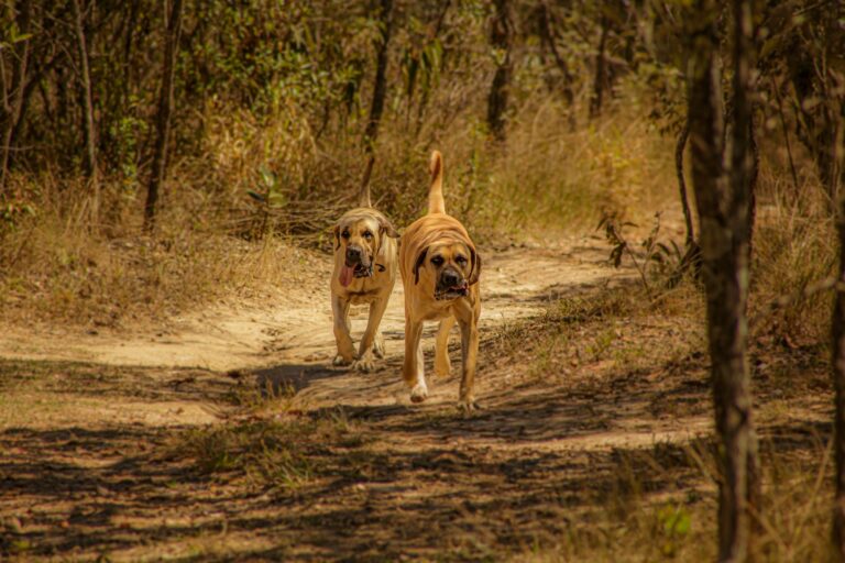 Boerboel