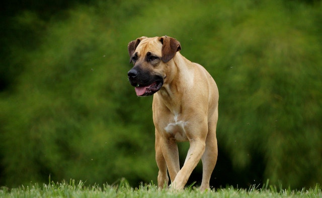 boerboel sydafrikansk mastiff