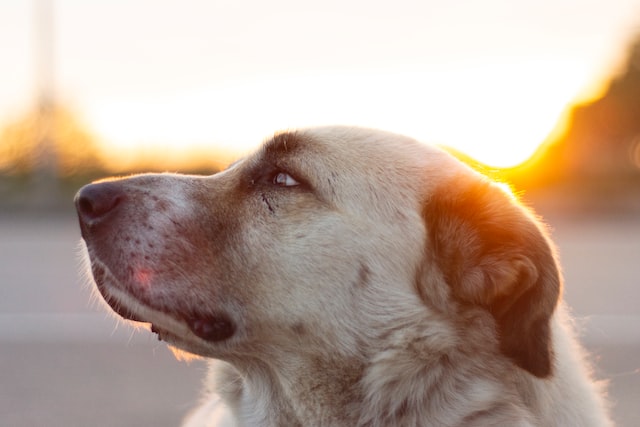 nackdelar med kangal