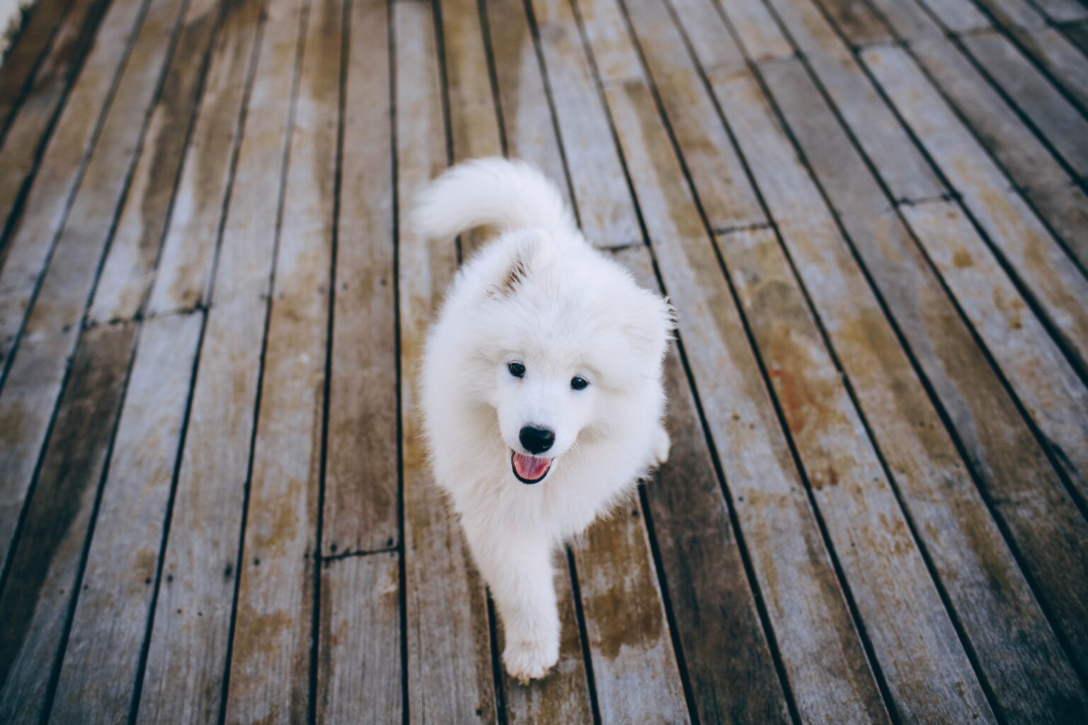 Samojed » Detta Bör Du Veta » Hundtassen.se